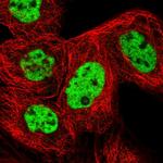 RBM12 Polyclonal Antibody