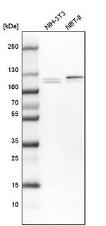 RBM12 Antibody in Western Blot (WB)