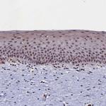 PPAN Antibody in Immunohistochemistry (Paraffin) (IHC (P))