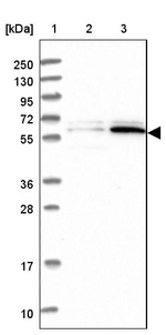 PPAN Antibody in Western Blot (WB)