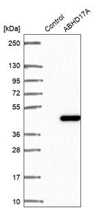 FAM108A1 Antibody in Western Blot (WB)