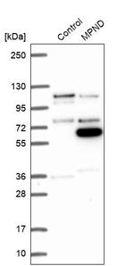 MPND Antibody in Western Blot (WB)