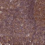ENTH Antibody in Immunohistochemistry (Paraffin) (IHC (P))