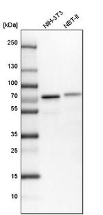 ENTH Antibody in Western Blot (WB)