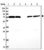 HSP701L Antibody in Western Blot (WB)