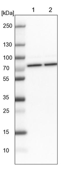 HSP701L Antibody in Western Blot (WB)