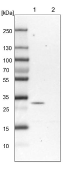 PEX16 Antibody in Western Blot (WB)