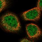 UFSP2 Polyclonal Antibody