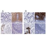 RHCG Polyclonal Antibody