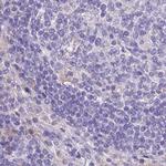 RHCG Antibody in Immunohistochemistry (IHC)