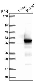 CCDC97 Antibody in Western Blot (WB)