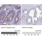 SNTN Antibody in Immunohistochemistry (IHC)