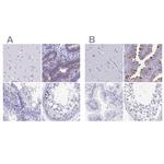 SNTN Antibody in Immunohistochemistry (IHC)