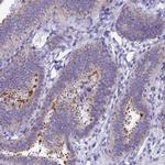 SNTN Antibody in Immunohistochemistry (IHC)