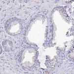 SNTN Antibody in Immunohistochemistry (IHC)