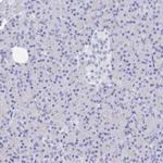 TRIM10 Antibody in Immunohistochemistry (Paraffin) (IHC (P))