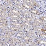 TRIM10 Antibody in Immunohistochemistry (Paraffin) (IHC (P))