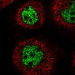 C3orf62 Polyclonal Antibody