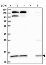 CMC1 Antibody in Western Blot (WB)