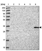TMEM255B Antibody in Western Blot (WB)