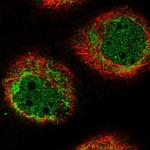 HIGD1A Polyclonal Antibody