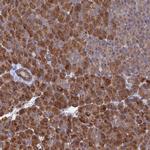 VPS37C Antibody in Immunohistochemistry (Paraffin) (IHC (P))