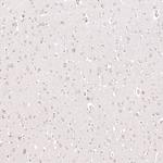 CPNE7 Antibody in Immunohistochemistry (Paraffin) (IHC (P))