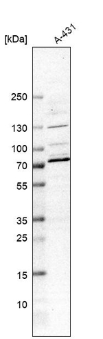 CLIP4 Antibody in Western Blot (WB)