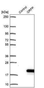OX26 Antibody in Western Blot (WB)