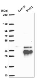 HMX2 Antibody in Western Blot (WB)