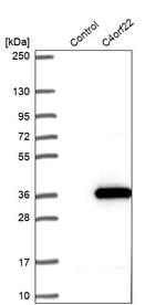 C4orf22 Antibody in Western Blot (WB)
