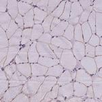 NEURL2 Antibody in Immunohistochemistry (IHC)