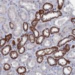MARCH3 Antibody in Immunohistochemistry (Paraffin) (IHC (P))