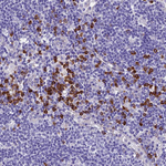 C5orf30 Antibody in Immunohistochemistry (Paraffin) (IHC (P))