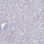 C5orf30 Antibody in Immunohistochemistry (Paraffin) (IHC (P))