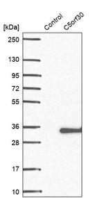 C5orf30 Antibody in Western Blot (WB)