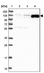 ADAMTS6 Antibody in Western Blot (WB)