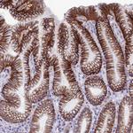 Cdc42EP5 Polyclonal Antibody