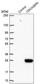 Cdc42EP5 Antibody in Western Blot (WB)