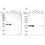 NOSIP Antibody in Western Blot (WB)
