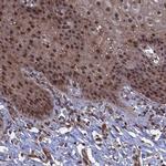 NOSIP Antibody in Immunohistochemistry (IHC)