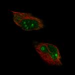 CD027 Polyclonal Antibody