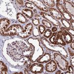 WDR55 Polyclonal Antibody