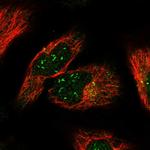 KIAA0922 Antibody in Immunocytochemistry (ICC/IF)