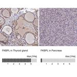FKBPL Polyclonal Antibody