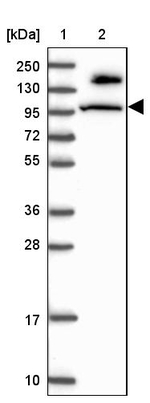 MICALL1 Antibody in Western Blot (WB)