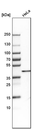 SRSF5 Antibody in Western Blot (WB)
