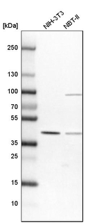 SRSF5 Antibody in Western Blot (WB)