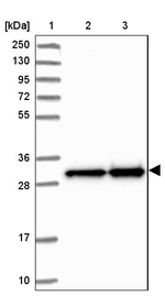 MRPS18B Antibody in Western Blot (WB)