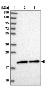 MRPS25 Antibody in Western Blot (WB)
